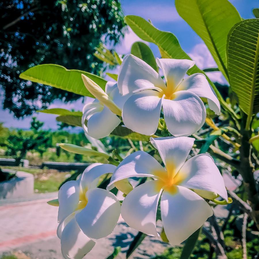 La Plumerias Moalboal Exterior photo